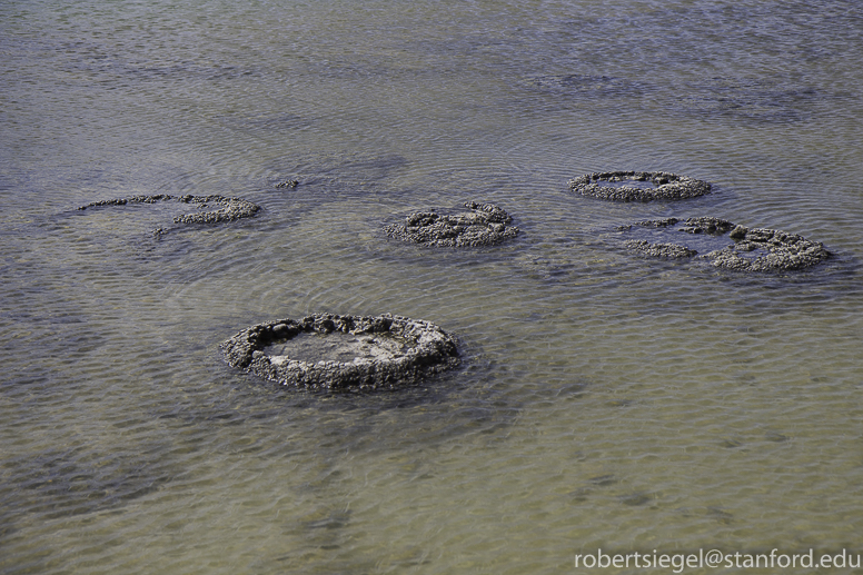 stromatolites